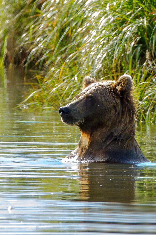 Sfondi Bruiser Bear Swimming in Lake 640x960