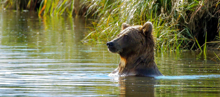 Обои Bruiser Bear Swimming in Lake 720x320