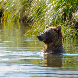 Bruiser Bear Swimming in Lake - Obrázkek zdarma pro 128x128