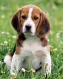 Fondo de pantalla Beagle Dog 128x160