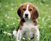 Fondo de pantalla Beagle Dog 176x144