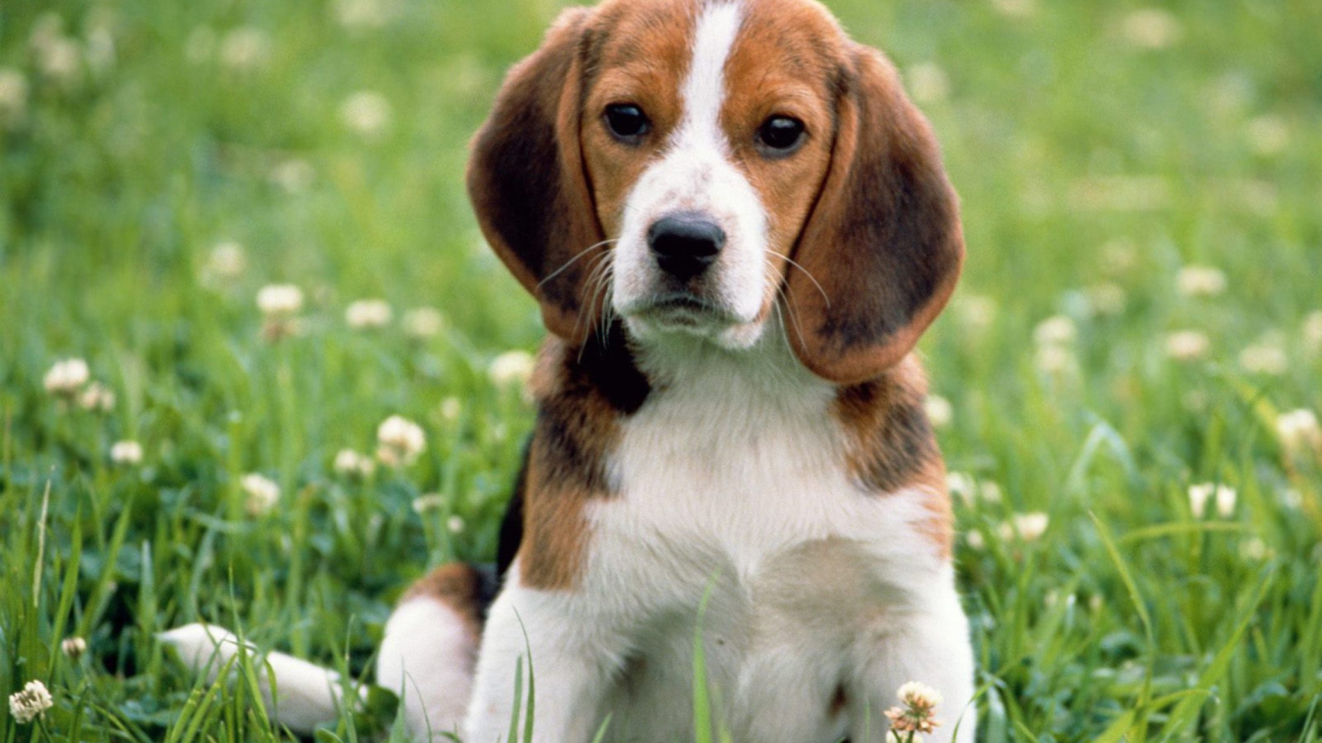 Fondo de pantalla Beagle Dog 1920x1080