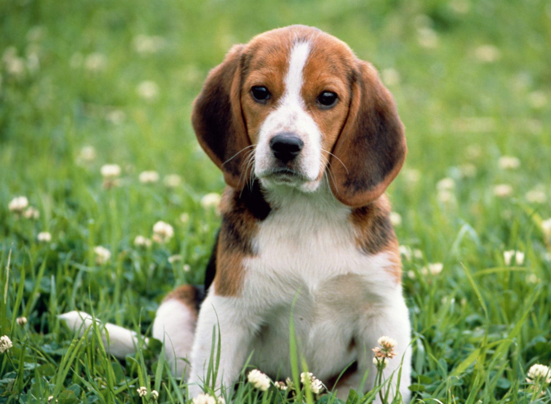 Sfondi Beagle Dog 1920x1408