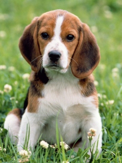 Beagle Dog screenshot #1 240x320