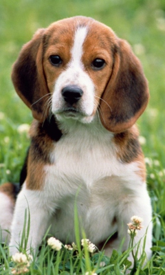 Das Beagle Dog Wallpaper 240x400