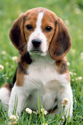 Beagle Dog wallpaper 320x480