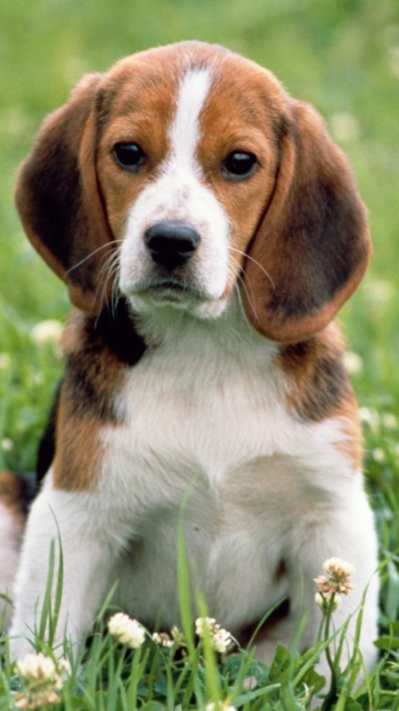 Beagle Dog wallpaper 360x640