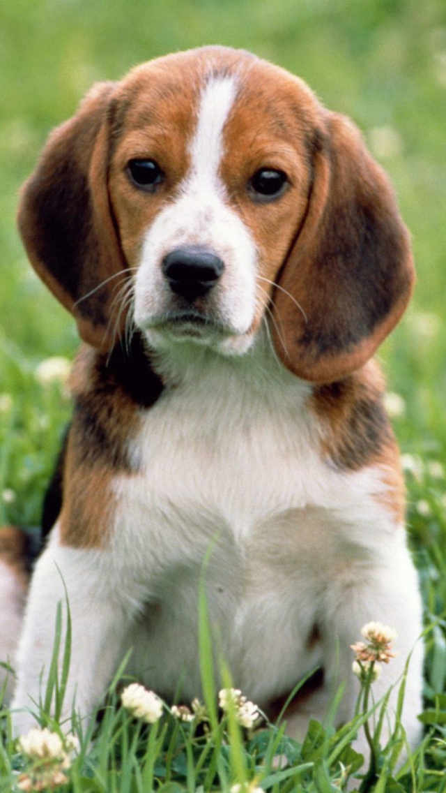 Das Beagle Dog Wallpaper 640x1136