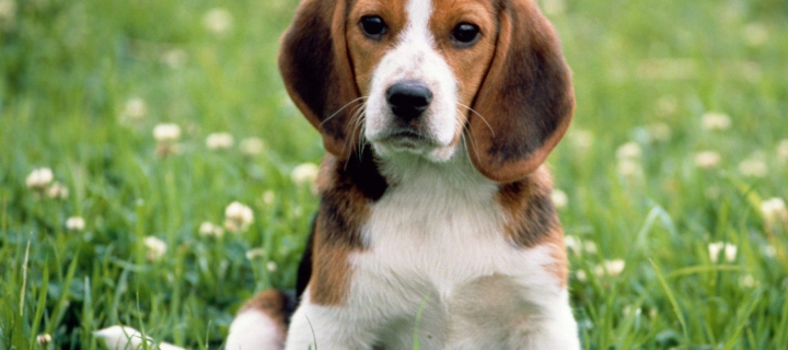 Beagle Dog wallpaper 720x320