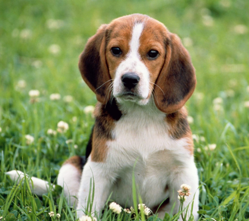 Das Beagle Dog Wallpaper 960x854