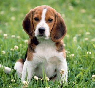 Beagle Dog sfondi gratuiti per iPad 2