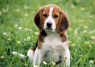 Картинка Beagle Dog на андроид