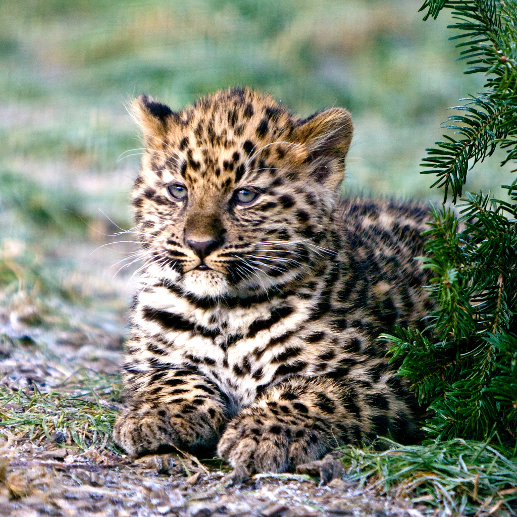Amur Leopard Cub wallpaper 1024x1024