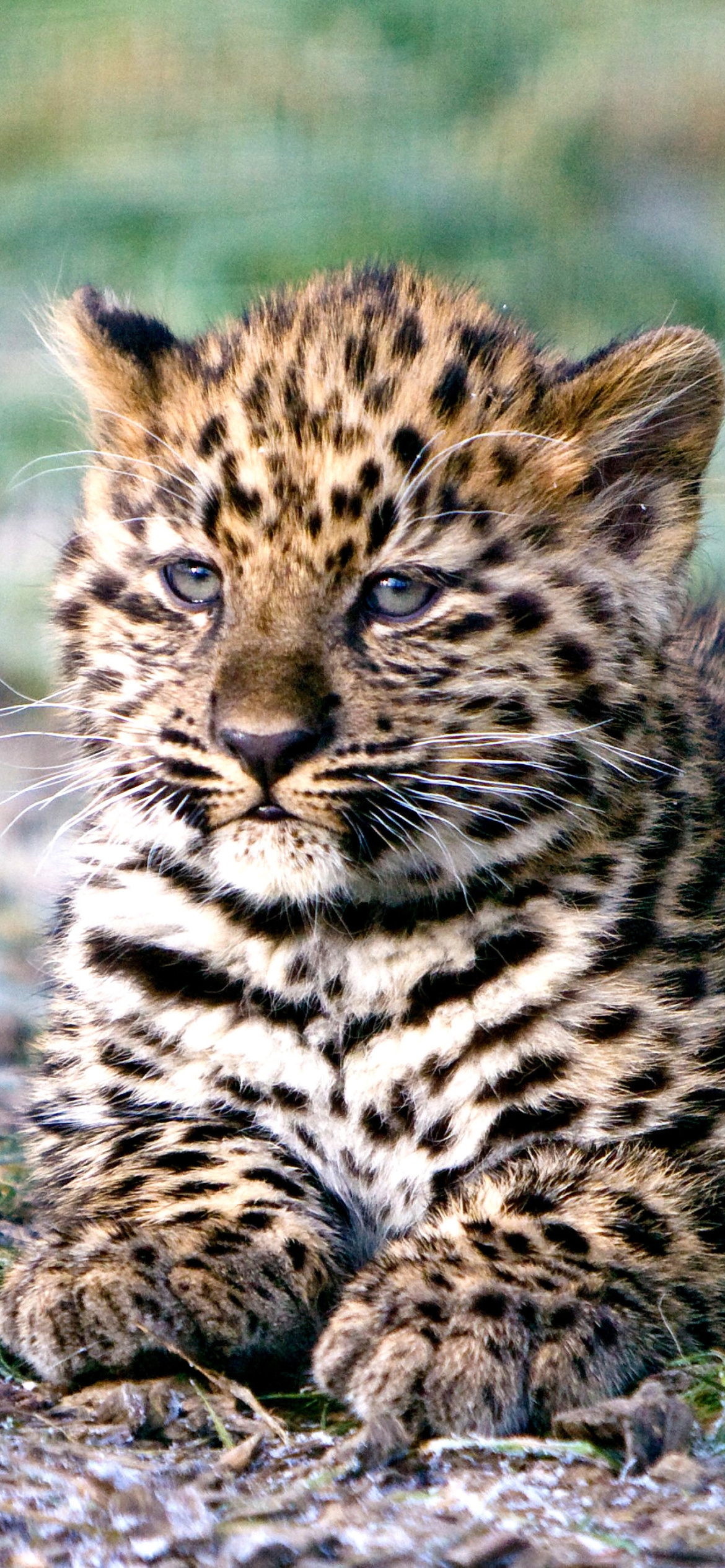 Fondo de pantalla Amur Leopard Cub 1170x2532