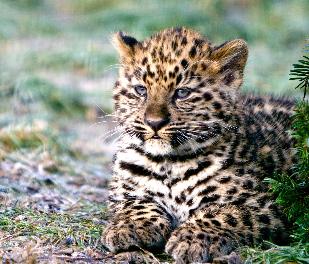 Fondo de pantalla Amur Leopard Cub 1200x1024
