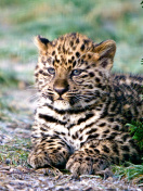 Screenshot №1 pro téma Amur Leopard Cub 132x176