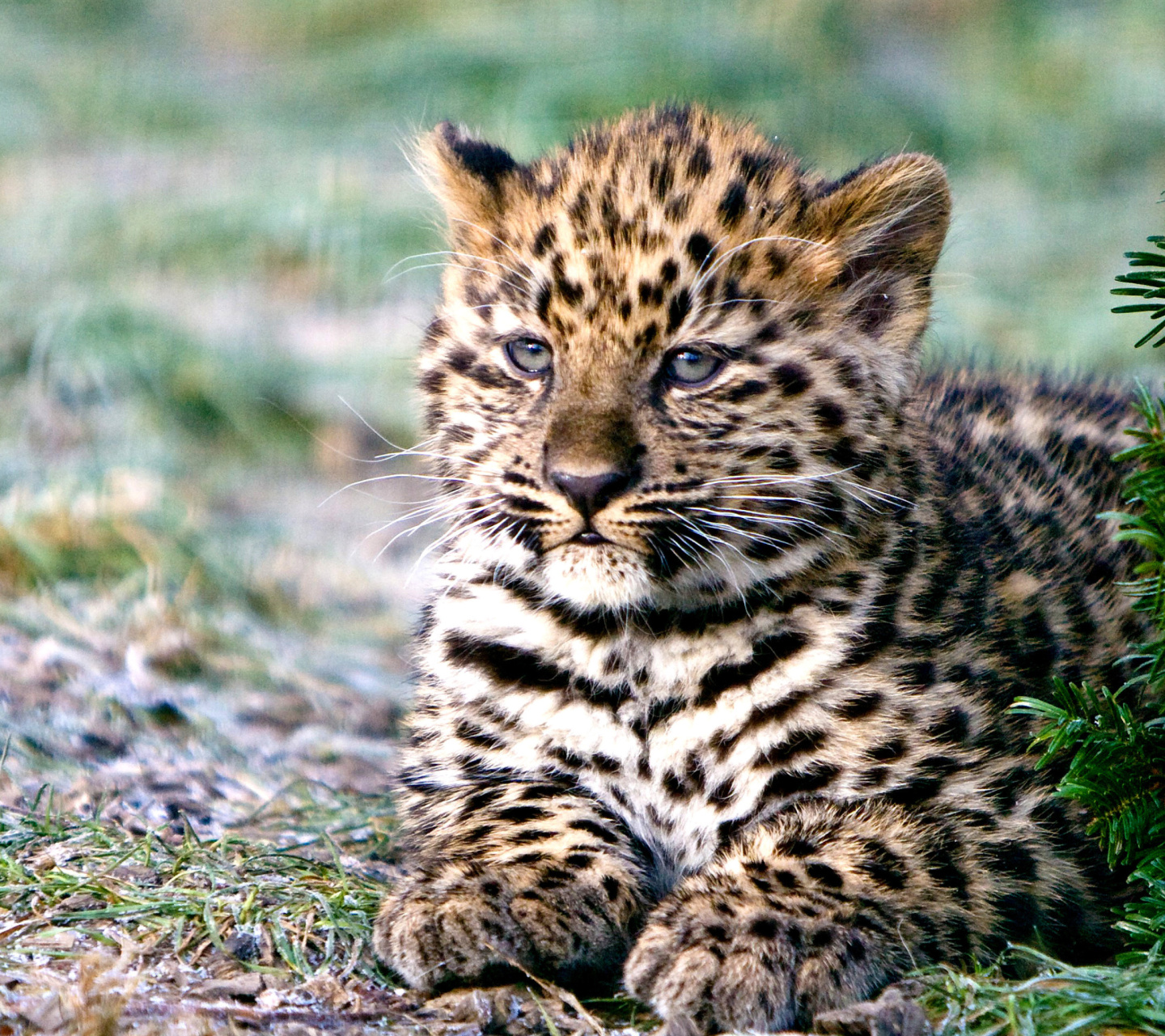 Обои Amur Leopard Cub 1440x1280