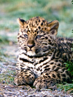 Обои Amur Leopard Cub 240x320