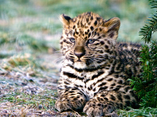 Fondo de pantalla Amur Leopard Cub 320x240