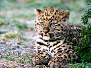 Das Amur Leopard Cub Wallpaper 320x240