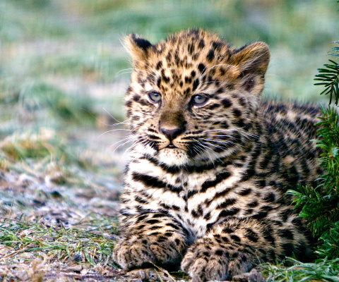 Fondo de pantalla Amur Leopard Cub 480x400