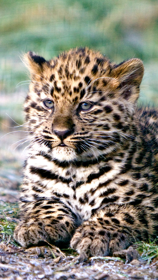 Fondo de pantalla Amur Leopard Cub 640x1136