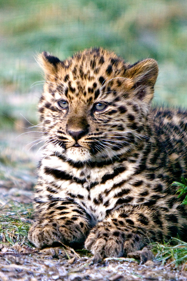 Fondo de pantalla Amur Leopard Cub 640x960