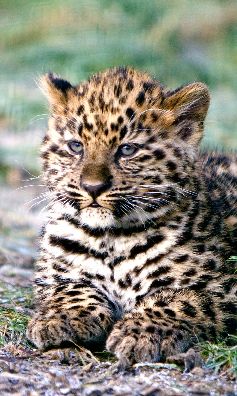 Обои Amur Leopard Cub 768x1280