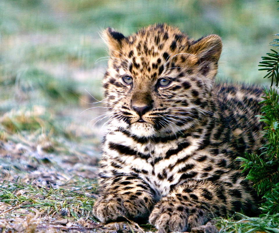 Обои Amur Leopard Cub 960x800