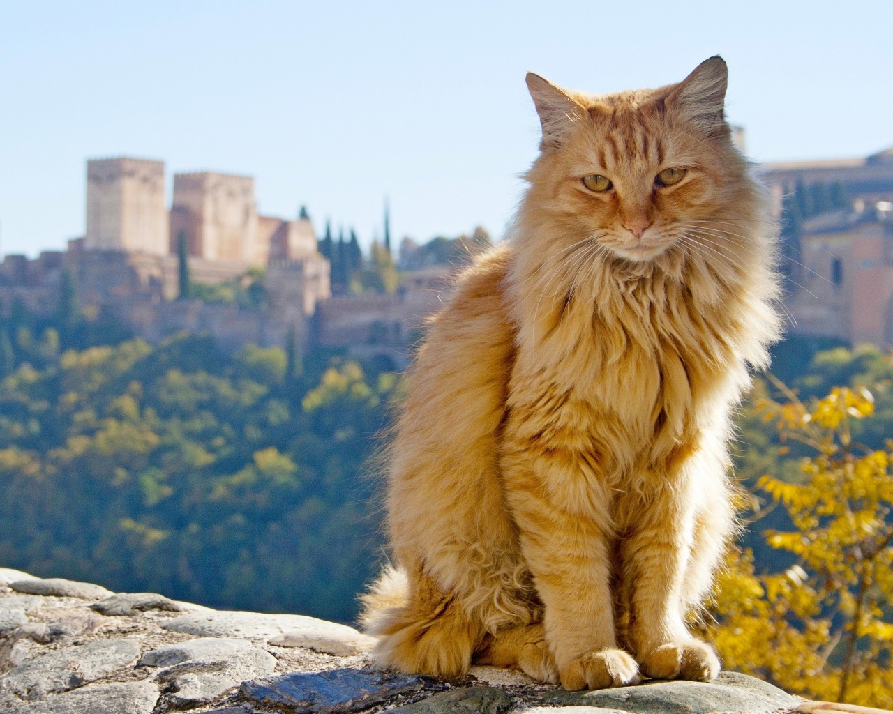 Fondo de pantalla Cat in Granada, Andalusia 1280x1024