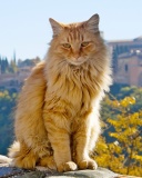 Screenshot №1 pro téma Cat in Granada, Andalusia 128x160