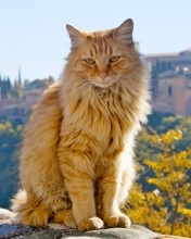 Sfondi Cat in Granada, Andalusia 176x220