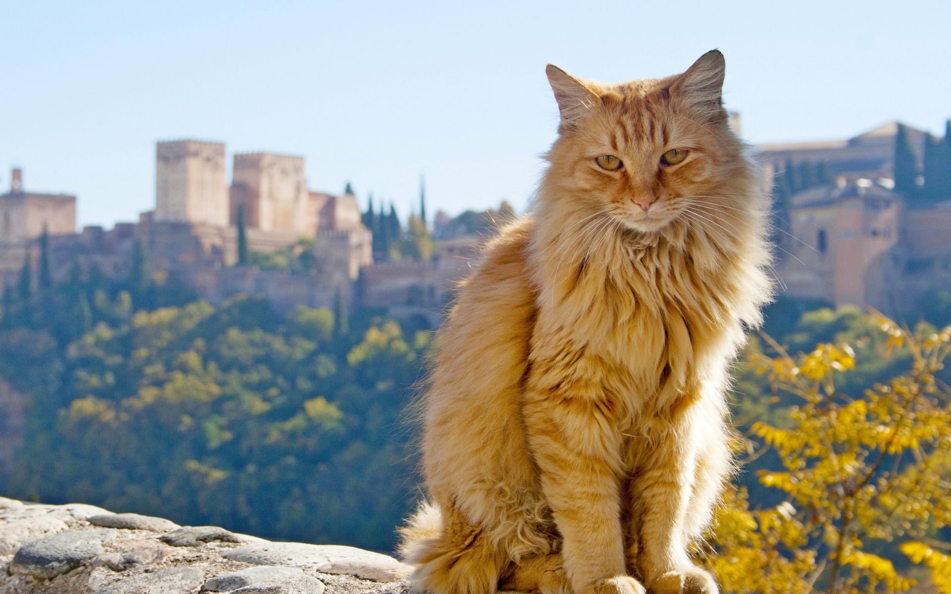 Cat in Granada, Andalusia wallpaper 1920x1200