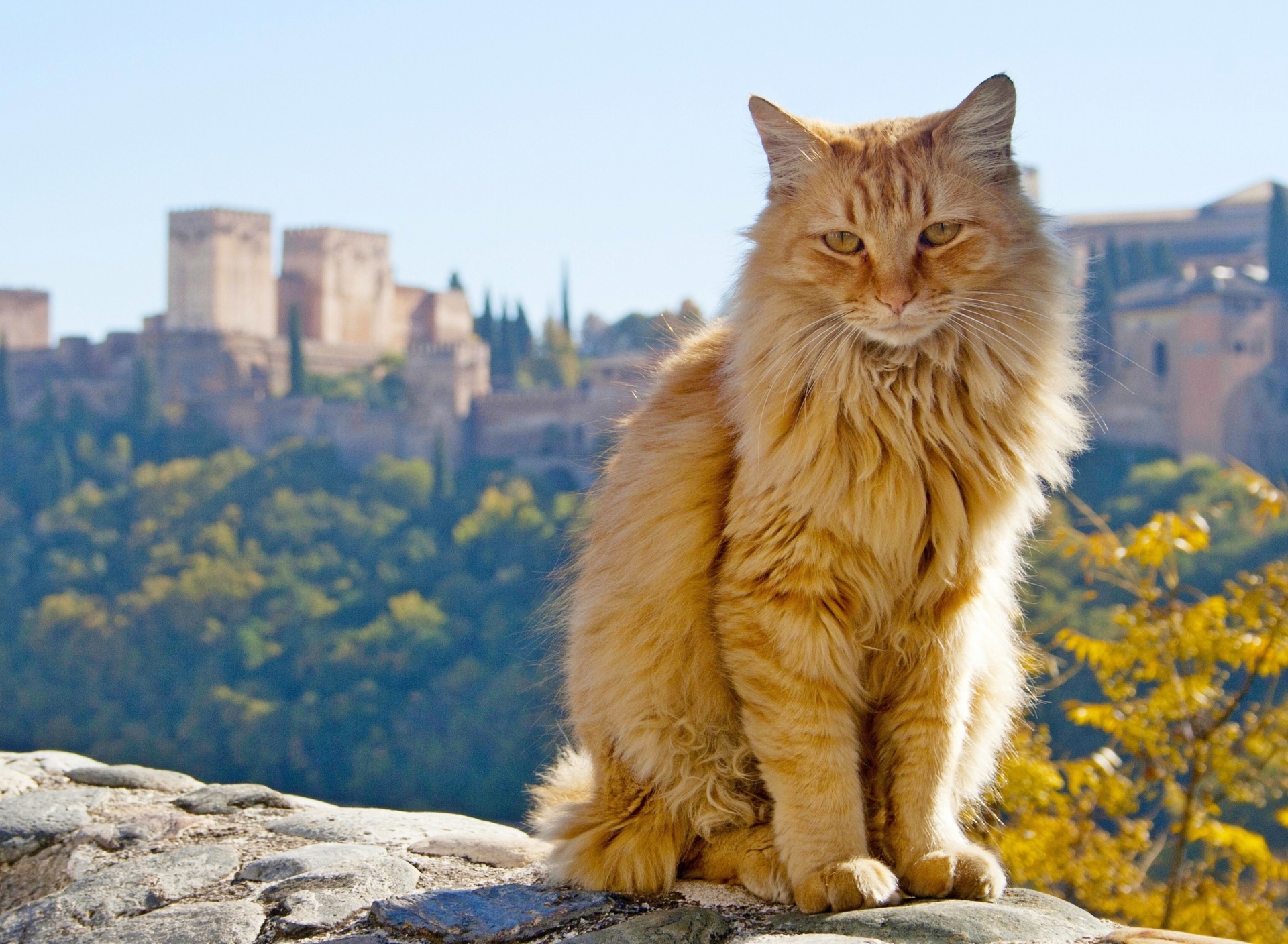 Fondo de pantalla Cat in Granada, Andalusia 1920x1408