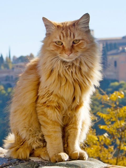 Das Cat in Granada, Andalusia Wallpaper 480x640
