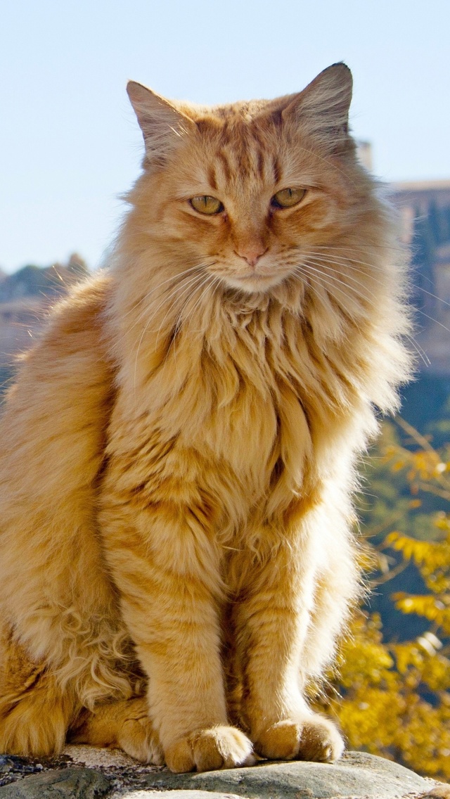 Fondo de pantalla Cat in Granada, Andalusia 640x1136