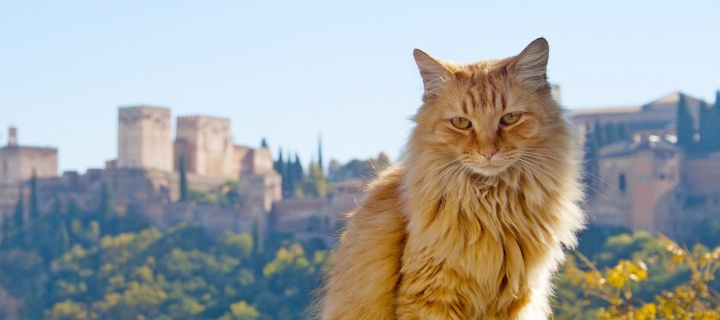 Cat in Granada, Andalusia wallpaper 720x320