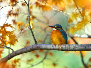 Fondo de pantalla Kingfisher 320x240