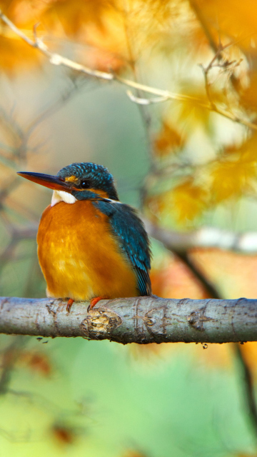 Das Kingfisher Wallpaper 360x640