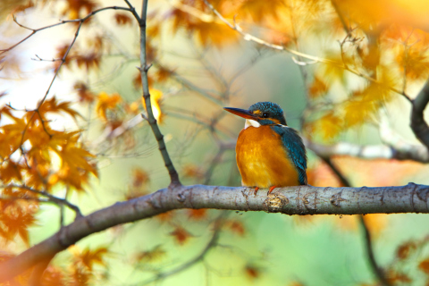 Kingfisher screenshot #1 480x320