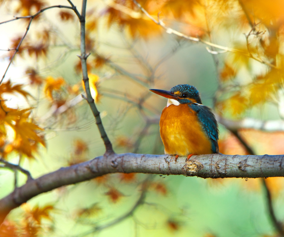 Fondo de pantalla Kingfisher 960x800