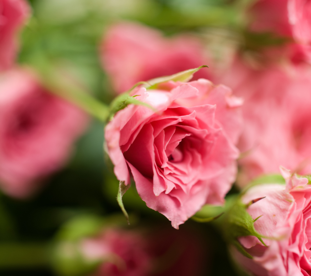 Delicate Pink Rose wallpaper 1080x960