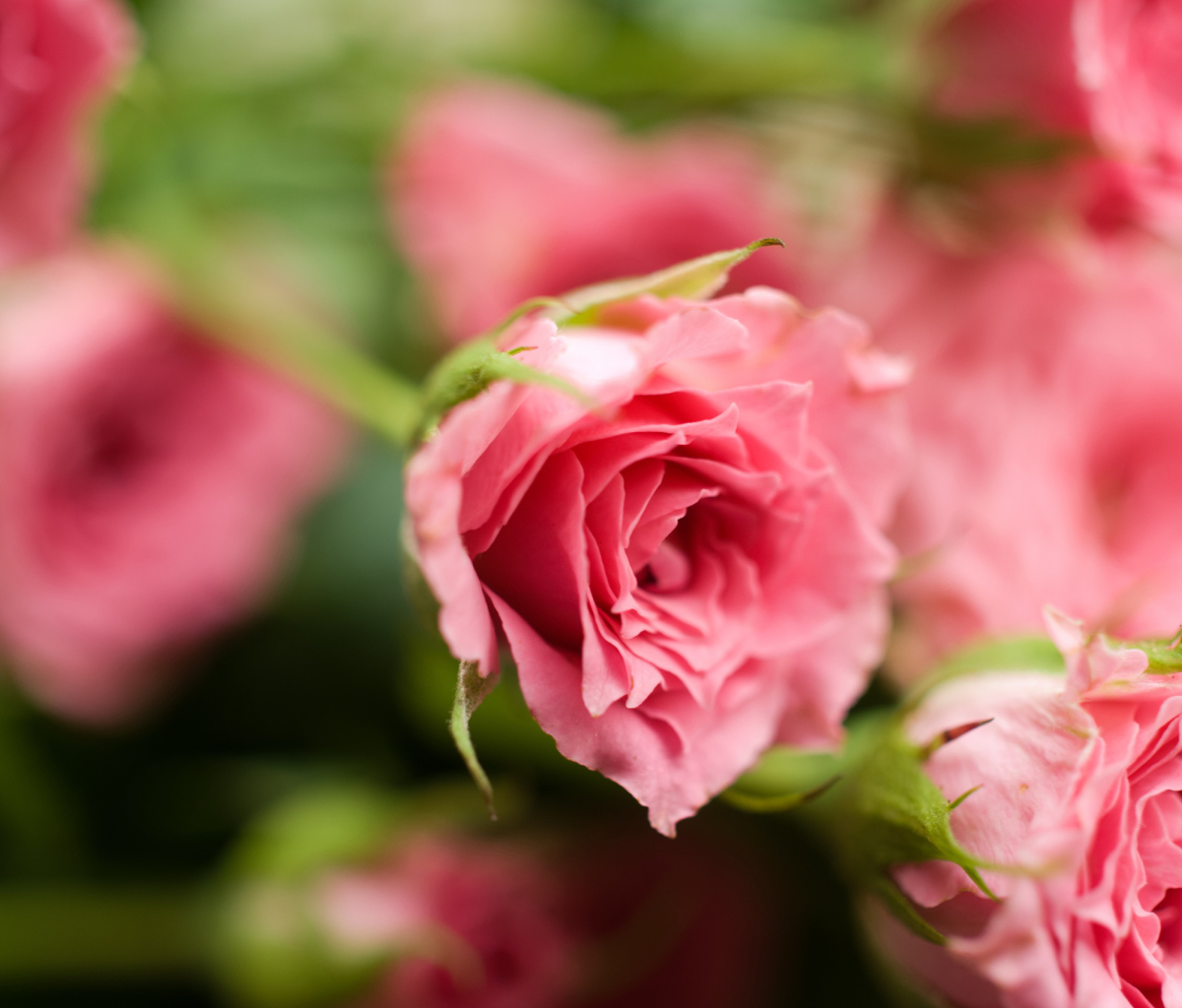 Sfondi Delicate Pink Rose 1200x1024