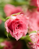 Fondo de pantalla Delicate Pink Rose 128x160
