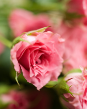 Sfondi Delicate Pink Rose 176x220