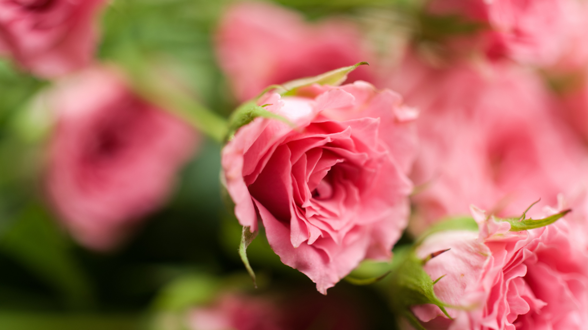 Fondo de pantalla Delicate Pink Rose 1920x1080