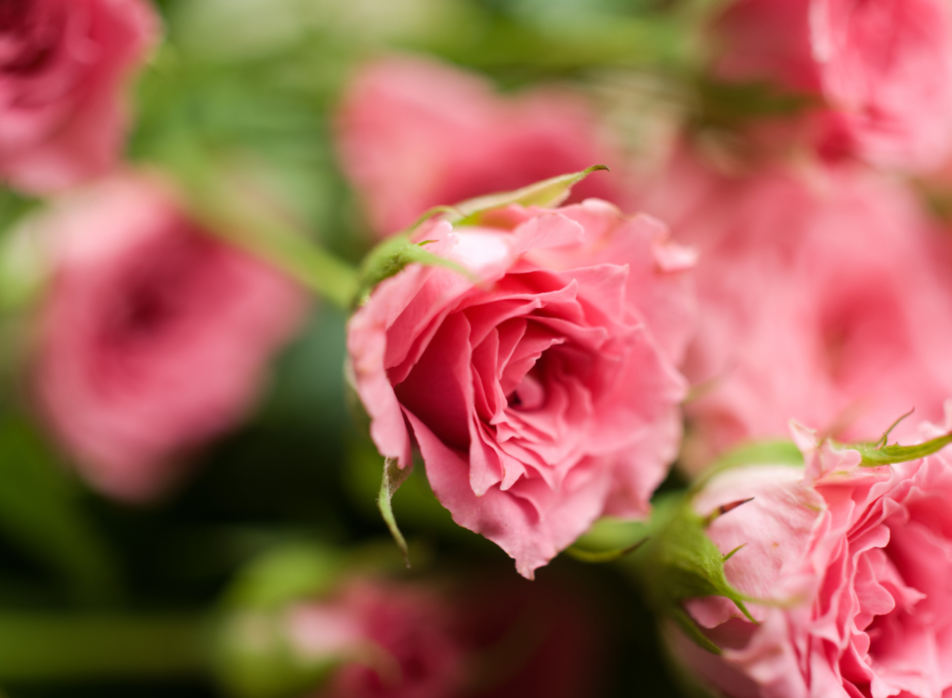 Обои Delicate Pink Rose 1920x1408