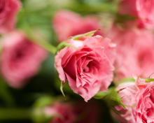Обои Delicate Pink Rose 220x176