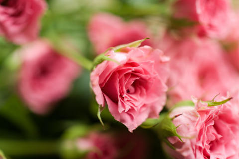 Обои Delicate Pink Rose 480x320