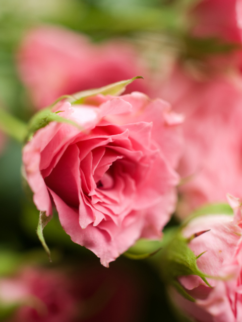 Sfondi Delicate Pink Rose 480x640